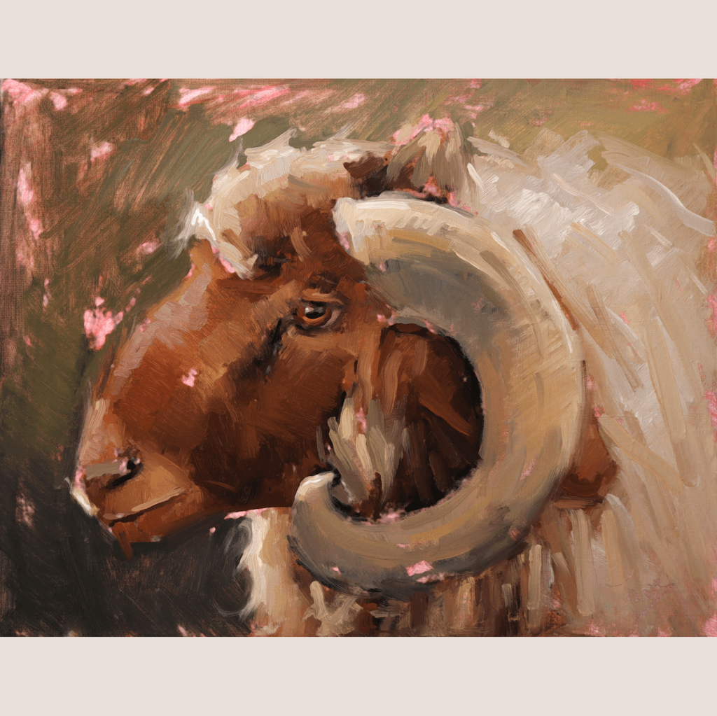 Awassi Sheep Study