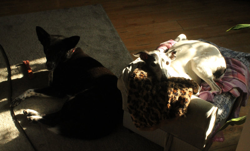 Two dogs lying on a wooden floor with sunlight casting shadows