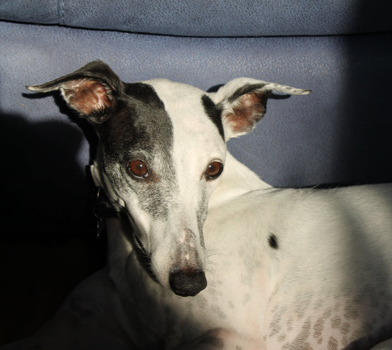 White and gray dog sitting on a blue couch