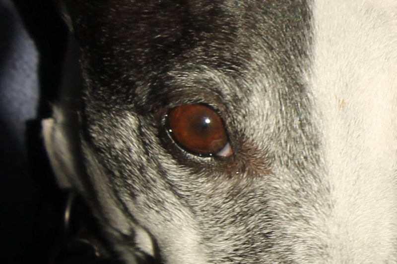 Close-up of a horse's eye with a dark background