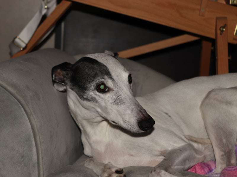 A white and gray Italian Greyhound dog lying on a gray fabric sofa in a home setting, with a wooden chair visible in the background.