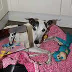 A white and gray dog lies on a pink blanket next to a painted canvas showing the same dog, with a blue stuffed toy nearby in an indoor room.